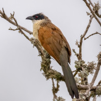 White-browed Coucal